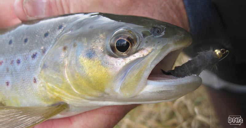 In 1980, only six streams in Iowa sustained a trout population without stocking. In 2007, it grew to 32 streams and today, trout reproduce naturally on 45 Iowa streams, thanks to improvements. With cleaner water, trout can spawn naturally and better feed on aquatic insects, resulting in greater fish diversity. | Iowa DNR